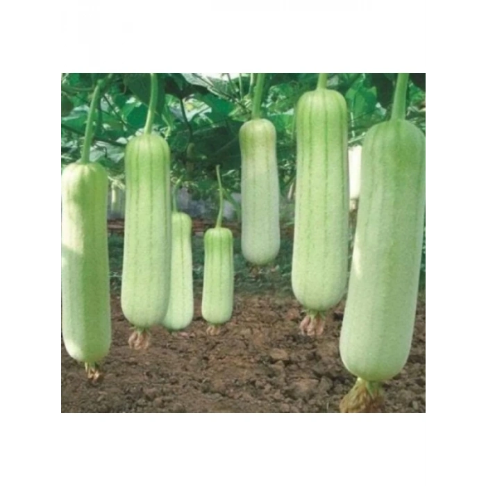 Lif Kabak Tohumu (Çoklu Paket) - 10 Adet