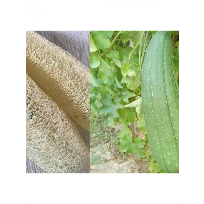 Lif Kabak Tohumu (Çoklu Paket) - 10 Adet