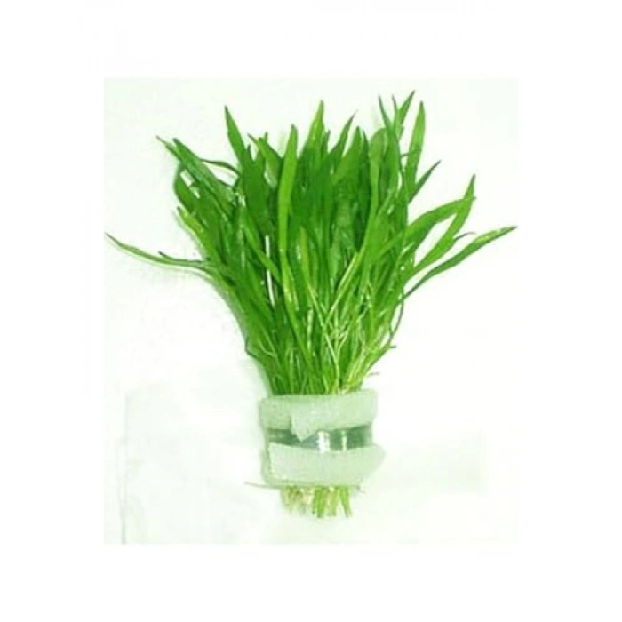 Lilaeopsis Novaezelandiae Saksı Canlı Bitki