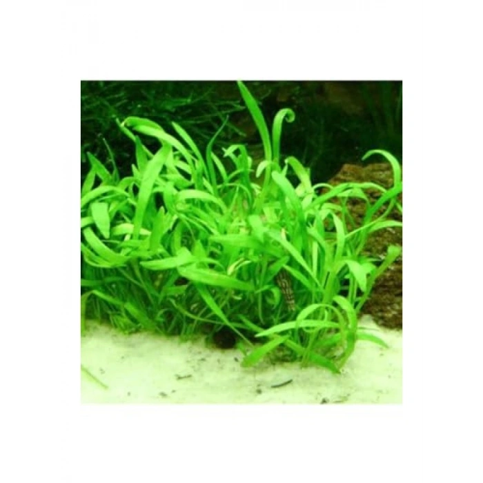 Lilaeopsis Novaezelandiae Saksı Canlı Bitki