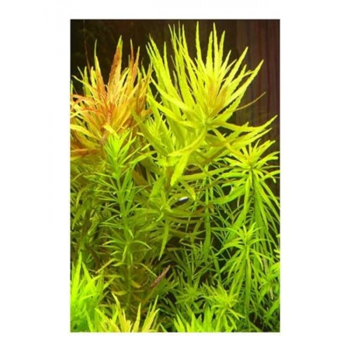 Limnophila Aromatica Saksı Canlı Bitki