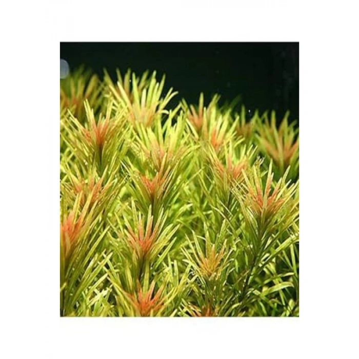 Limnophila Aromatica Saksı Canlı Bitki