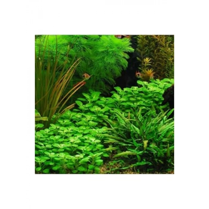 Lobelia Cardinalis Saksı Canlı Bitki