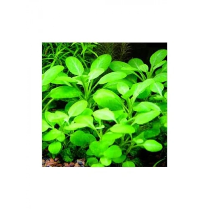 Lobelia Cardinalis Saksı Canlı Bitki