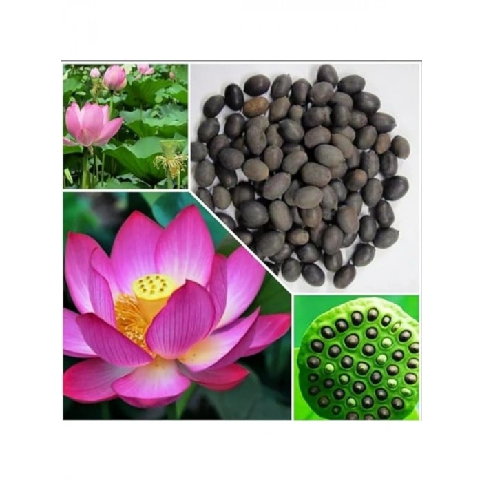 Lotus Çiçeği İçin Su Altı Torf Toprağı, 1 LT ve Tohum Hediyesi