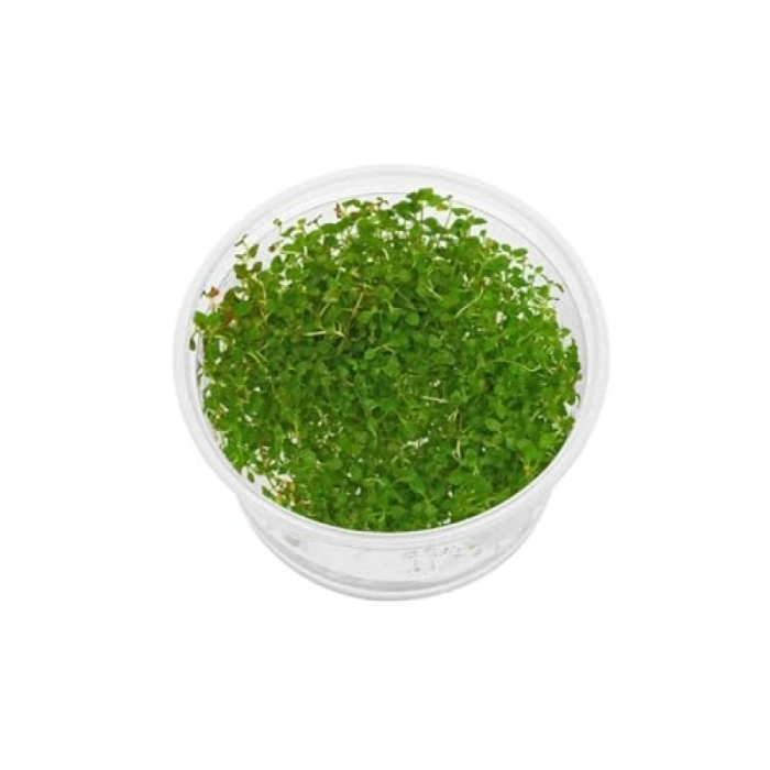 Ludwigia Mini Super Red In Vitro - Canlı Bitki 200cc