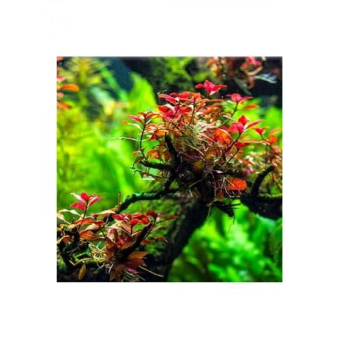 Ludwigia Mini Super Red In Vitro - Canlı Bitki 200cc