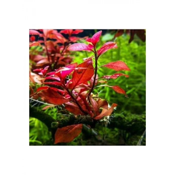Ludwigia Mini Super Red Saksı Canlı Bitki