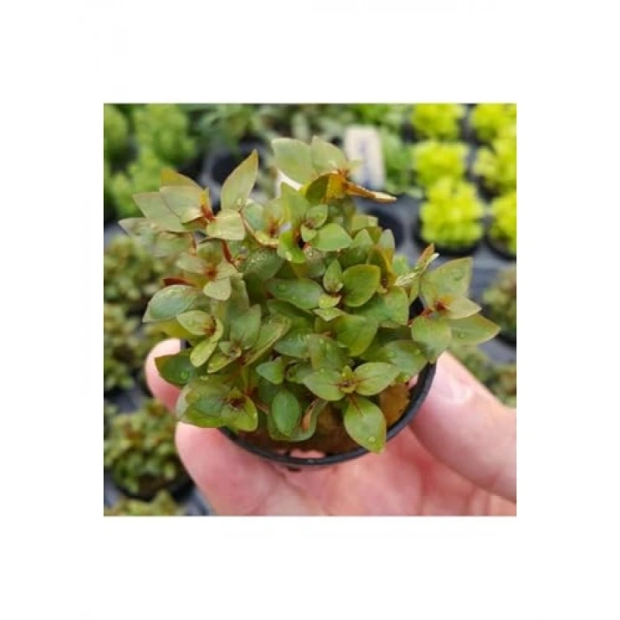 Ludwigia Mini Super Red Saksı Canlı Bitki