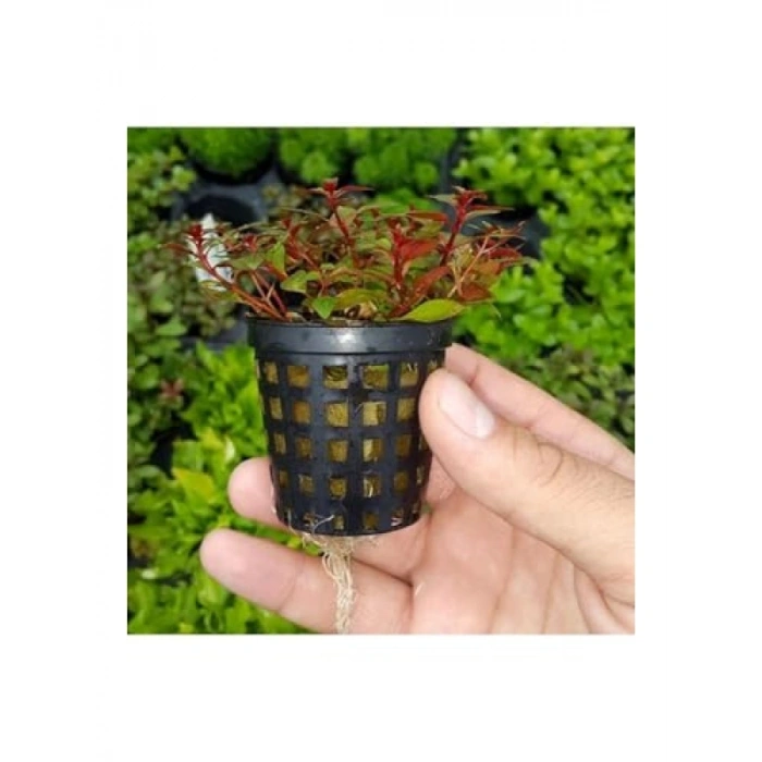 Ludwigia Mini Super Red Saksı Canlı Bitki