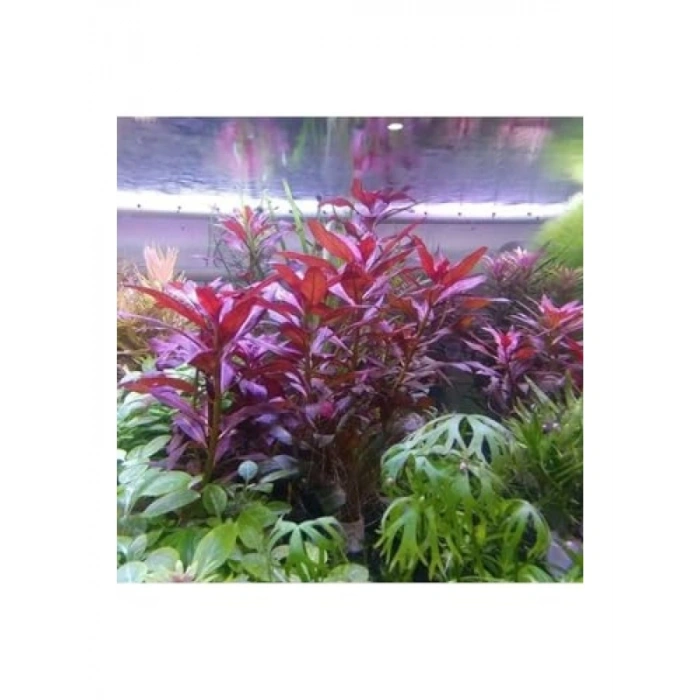 Ludwigia Peruensis In Vitro Canlı Bitki