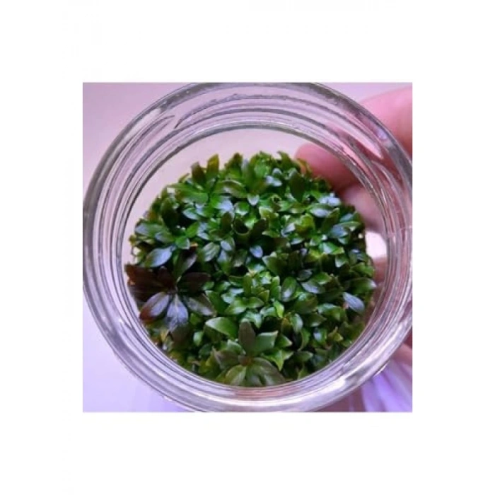 Ludwigia Peruensis In Vitro Canlı Bitki