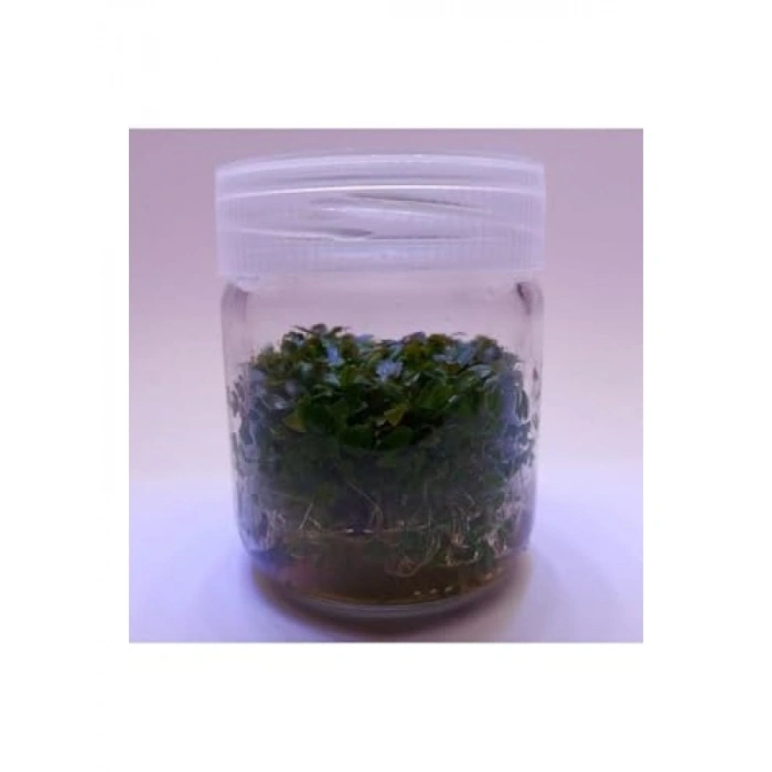 Ludwigia Peruensis In Vitro Canlı Bitki