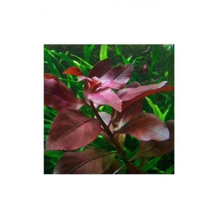 Ludwigia Repens Rubin Saksı Canlı Bitki - TR-P292