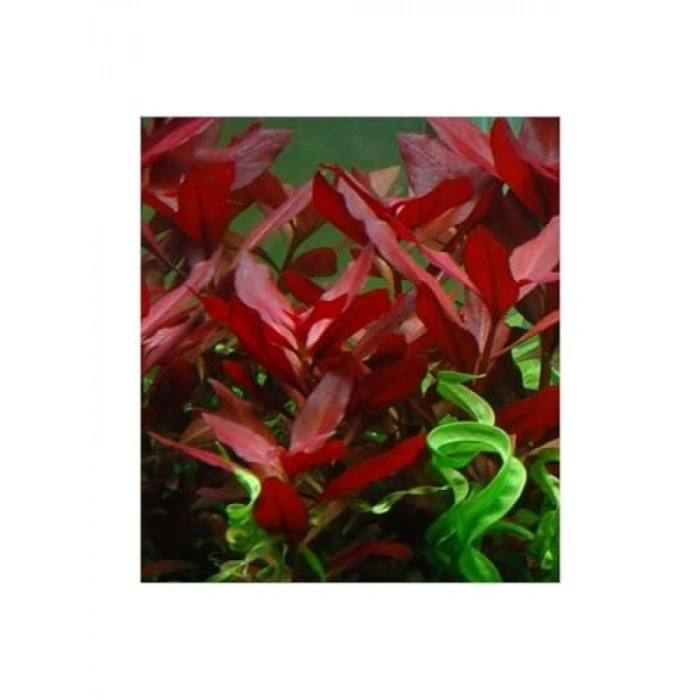 Ludwigia Repens Rubin Saksı Canlı Bitki - TR-P292