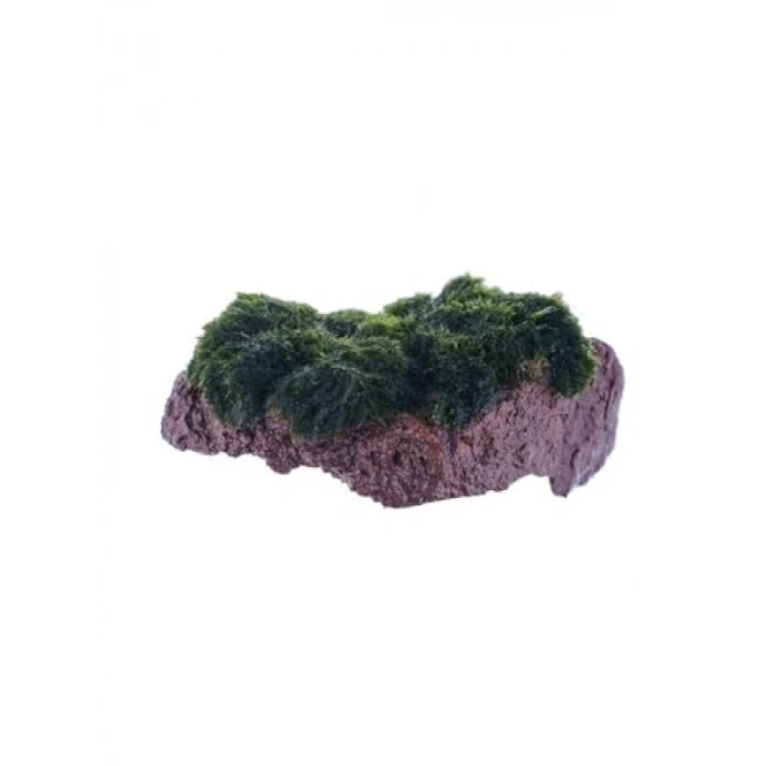 Marimo Moss Rock Canlı Bitki