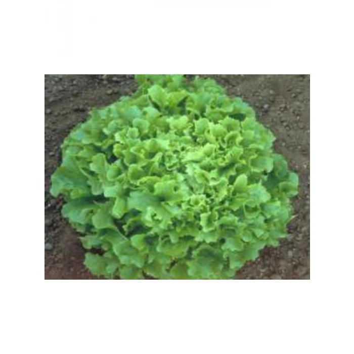 Marul Arapsaçı Tohumu - 10 gr Sağlıklı ve Lezzetli