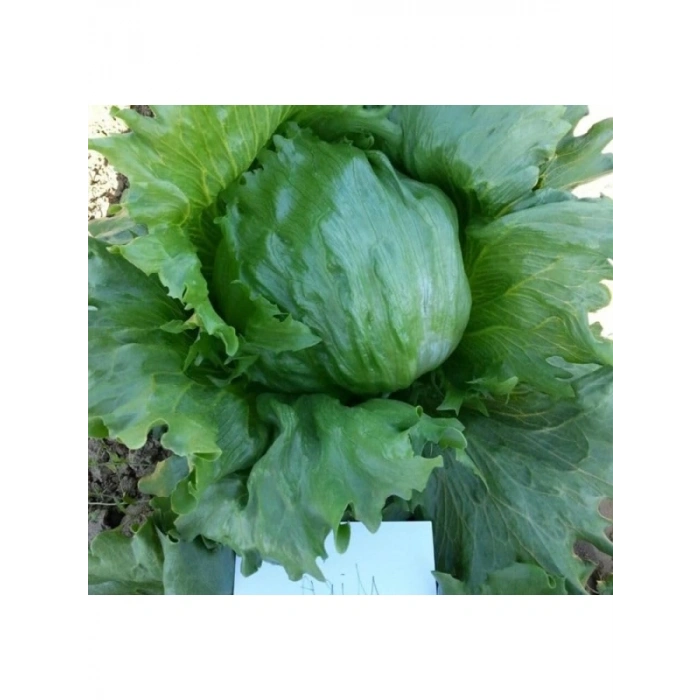 Marul Iceberg Çoklu Tohum, 3 Gram