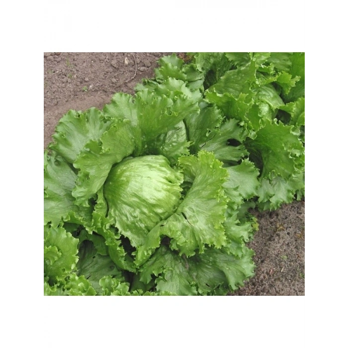 Marul Iceberg Çoklu Tohum, 3 Gram