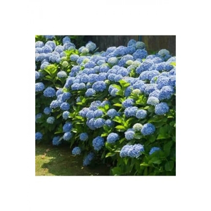 Mavi Çiçekli Saksılı Ortanca Çiçeği, 30-50 cm Boyut