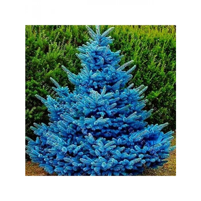 Mavi ladin tohumu, 20 adet, bahçe bitkisi için