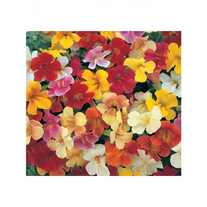 Mimulus Çiçeği Tohumu - Çok Çiçekli Bodur, Karışık Renkli - 15 Adet