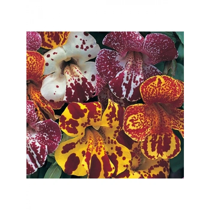 Mimulus Çiçeği Tohumu - Çok Çiçekli Bodur, Karışık Renkli - 15 Adet