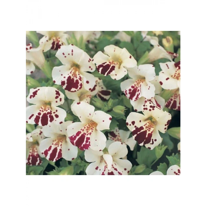 Mimulus Çiçeği Tohumu - Çok Çiçekli Bodur, Karışık Renkli - 15 Adet