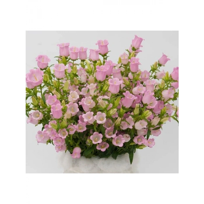 Mini Maviş Çan Çiçeği Tohumu - Pembe Renkli - 5 Tohum