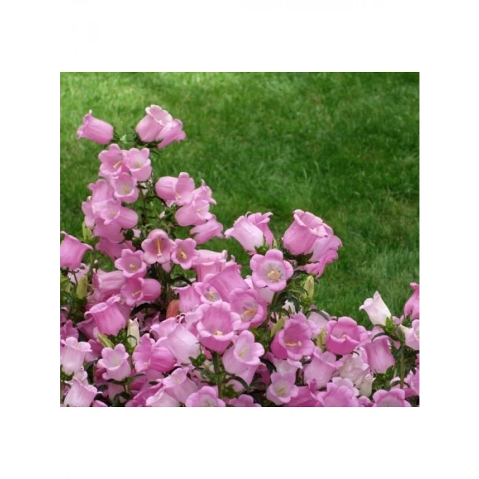 Mini Maviş Çan Çiçeği Tohumu - Pembe Renkli - 5 Tohum