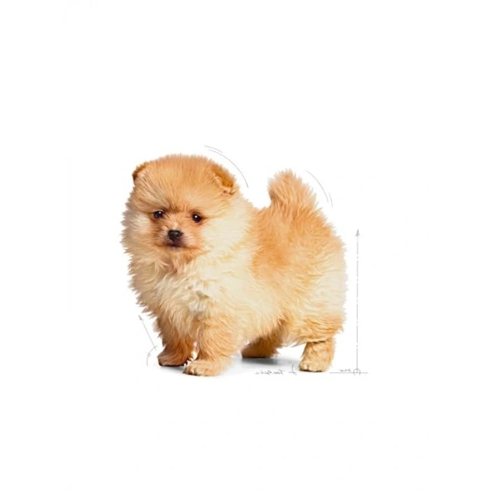 Mini Puppy Köpek Maması 1,5 kg, Besin Değeri Yüksek