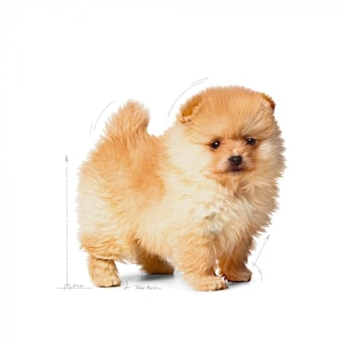 Mini Puppy Köpek Maması 1,5 kg, Besin Değeri Yüksek