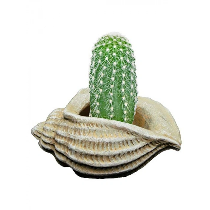 Modern Tasarımlı Deniz Kabuğu Sukulent Saksısı