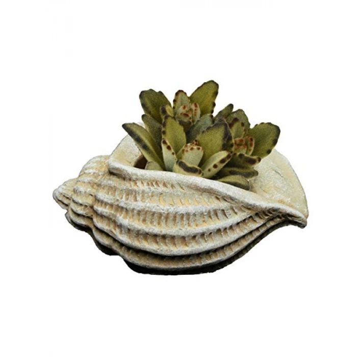 Modern Tasarımlı Deniz Kabuğu Sukulent Saksısı