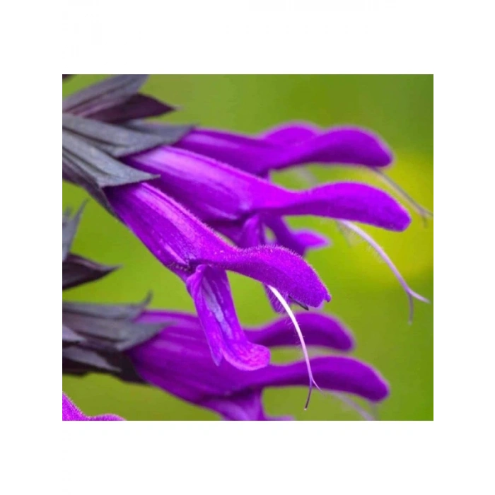 Mor Ateş Çiçeği (Salvia F1) Tohumu - 30 Adet