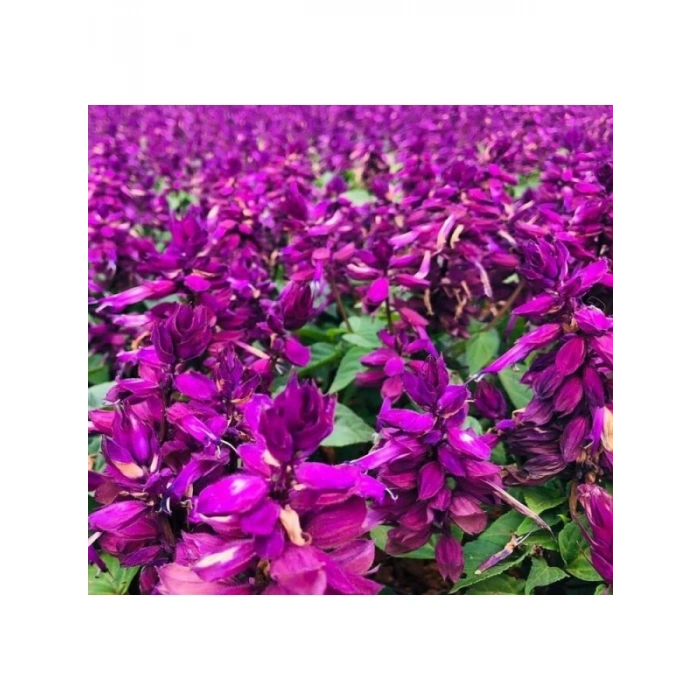 Mor Ateş Çiçeği (Salvia F1) Tohumu - 30 Adet