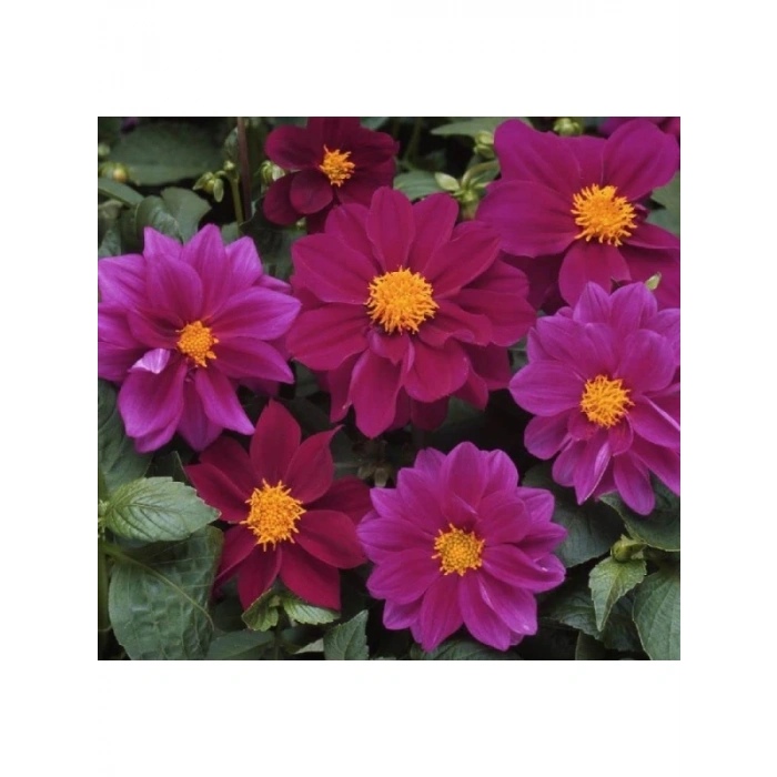 Mor Renkli Bodur Yıldız Çiçeği Tohumu - 10 Tohum