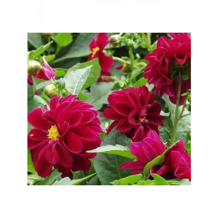 Mor Renkli Bodur Yıldız Çiçeği Tohumu - 10 Tohum