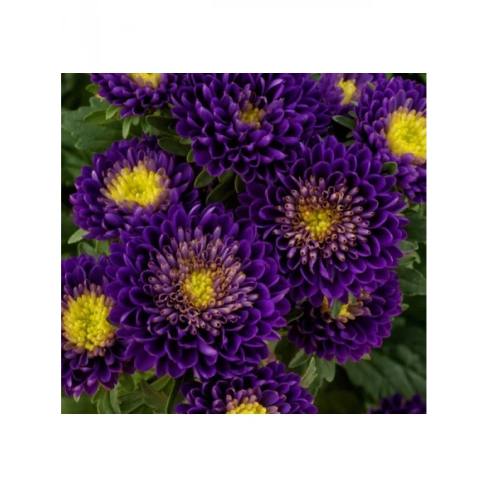 Mor Renkli Kasımpatı Çiçeği Tohumu (Uzun Boylu) - 5 Tohum