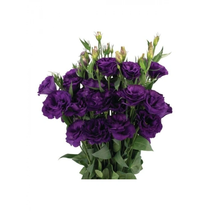 Mor Renkli Lisianthus (Lale Gül) Tohumu Seti