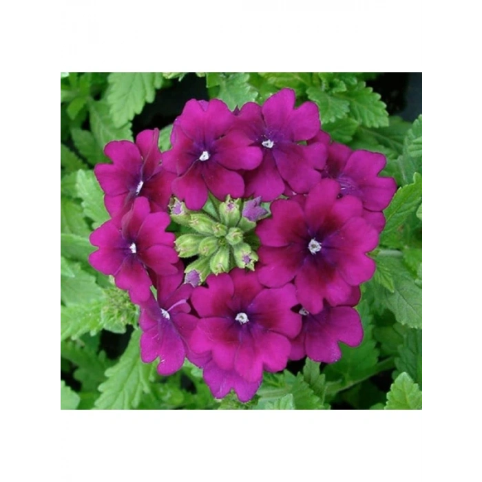 Mor Renkli Sarkan Mine Çiçeği - 10 Tohum