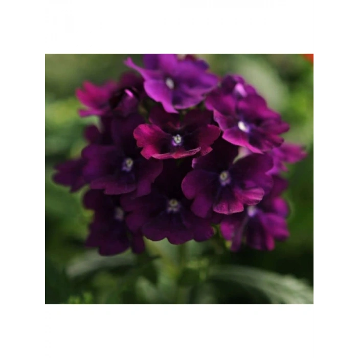 Mor Renkli Sarkan Mine Çiçeği - 10 Tohum