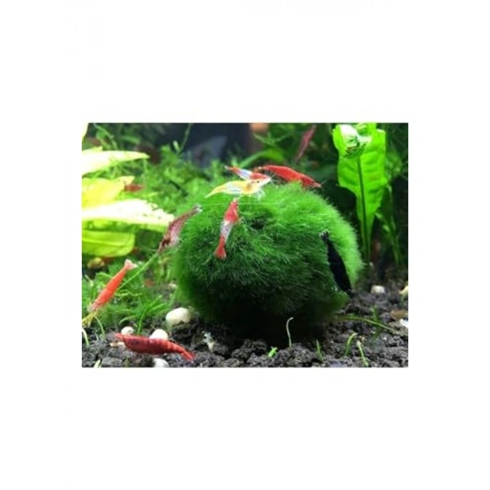 Moss Ball, Karidesler İçin Özel Yosun Topu, 3-4 cm Boyutunda