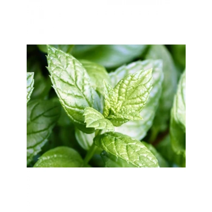 Nane Tohumu (+250 Tohum)