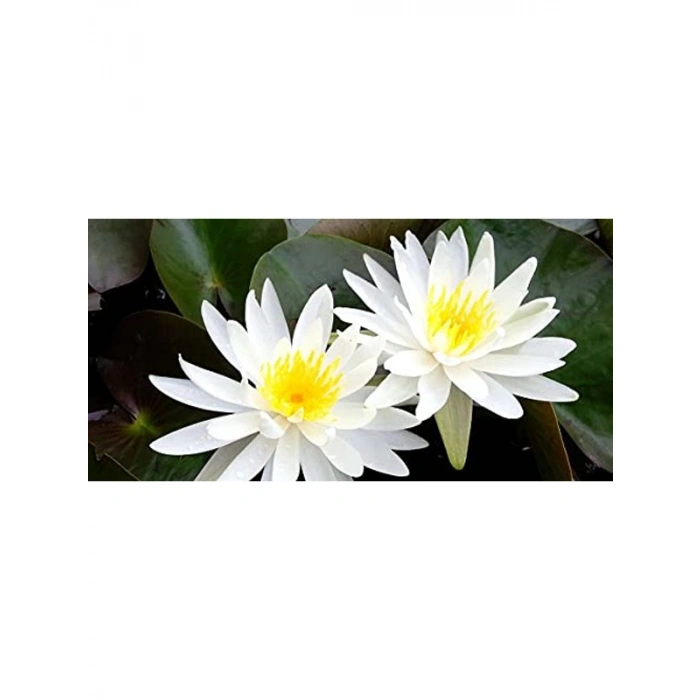 Nilüfer lotus çiçeği tohumu, 10 adet, su bitkisi olarak ideal