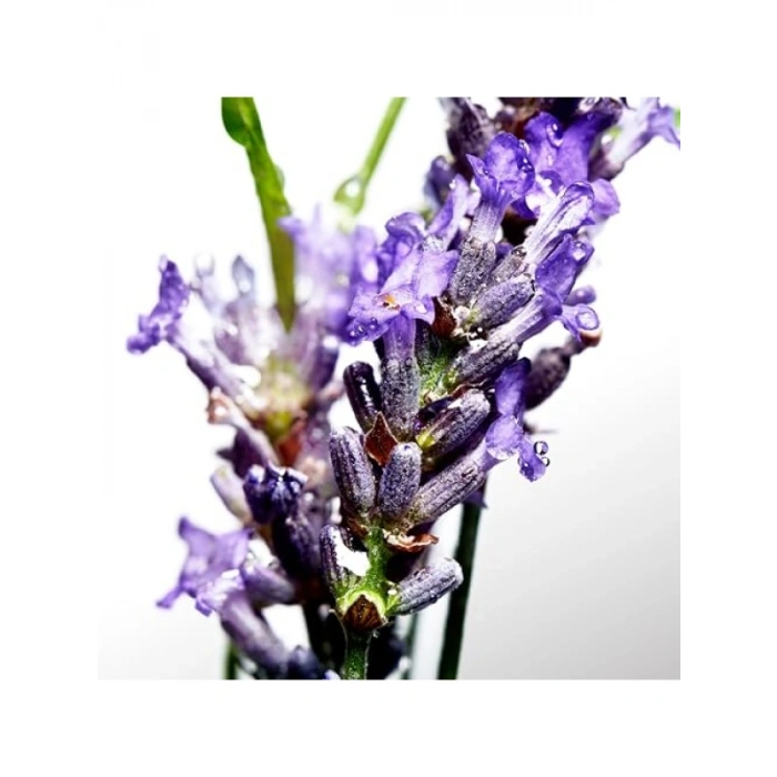 Parfümlü Tıraş Sonrası Losyon - 125 ml