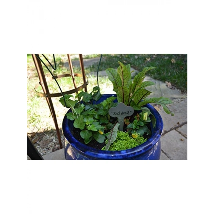 Paslanmaz Çelik Bitki Etiketleri | 12li Paket