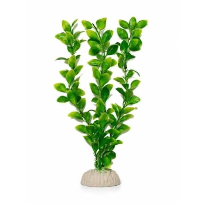 Akvaryum Bitkisi, 30 cm Boyunda Doğal Görünüm için