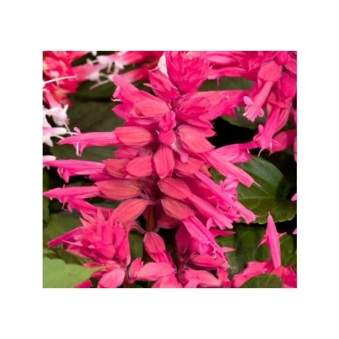 Pembe Ateş Çiçeği - Salvia F1 Tohumu - 30 Adet