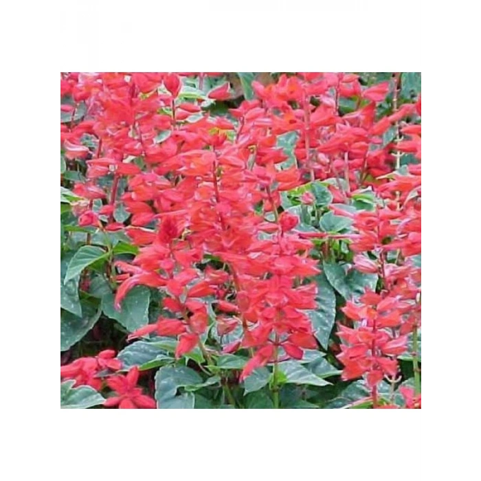 Pembe Ateş Çiçeği - Salvia F1 Tohumu - 30 Adet